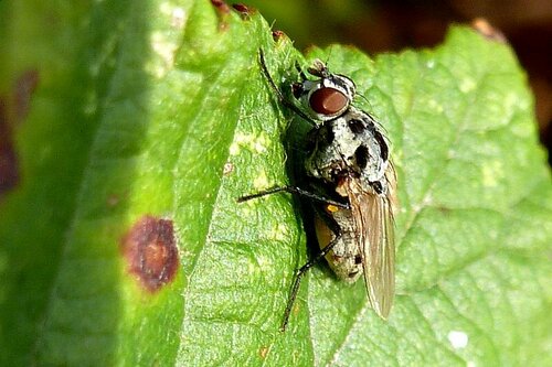 Mouche de pluie — Bild 2