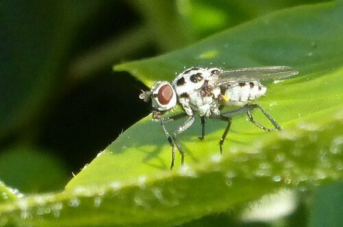 Mouche de pluie — Bild 3