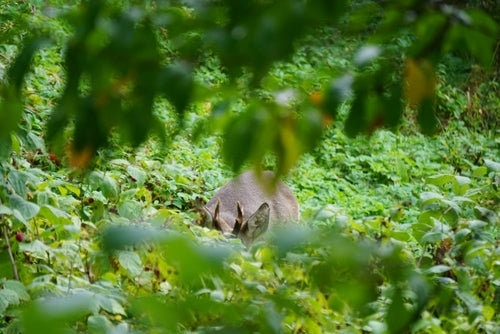 Cerf — Bild 5