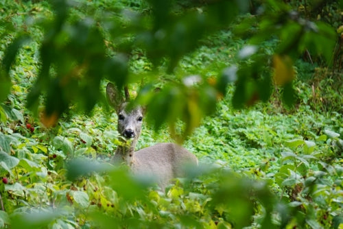 Cerf — Bild 4
