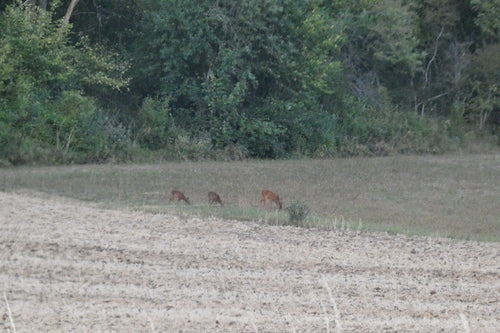 Cerf — Bild 3