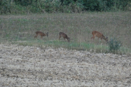 Cerf — Bild 2