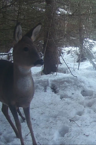 Cerf — photo 5 sur 12