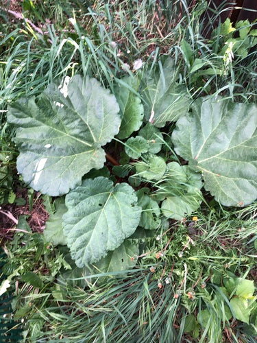 rhubarbe — Bild 2