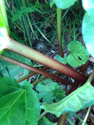 rhubarbe — Bild 1