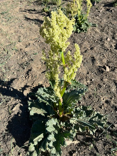 rhubarbe — Bild 3