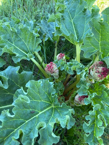 rhubarbe — Bild 5