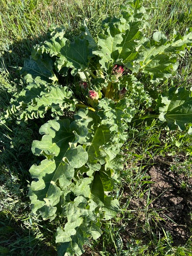 rhubarbe — Bild 4