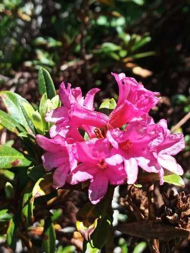 Rhododendron - Bild 1