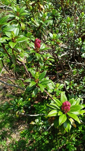 Rhododendron - Bild 5