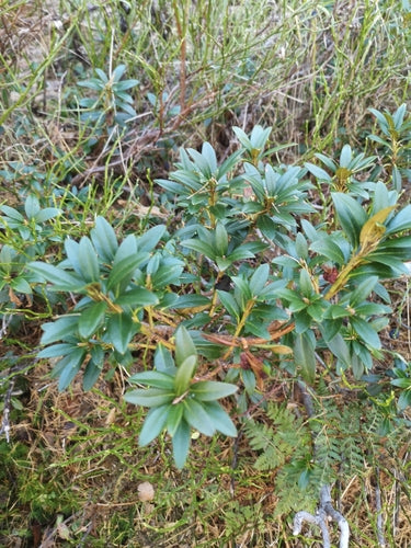 rhododendron — Bild 2