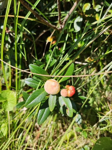 rhododendron — Bild 6