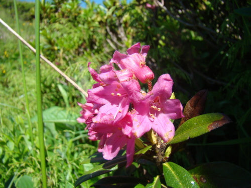 Rhododendron - Bild 8