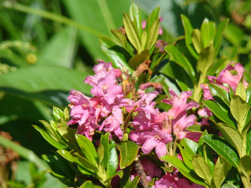 rhododendron — photo 4 sur 11