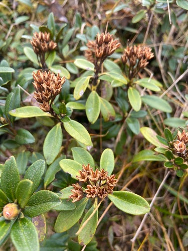 rhododendron — Bild 1