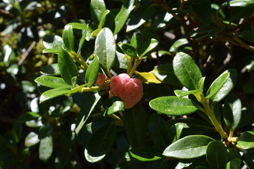 Rhododendron - Bild 7