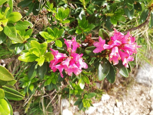 rhododendron — Bild 3