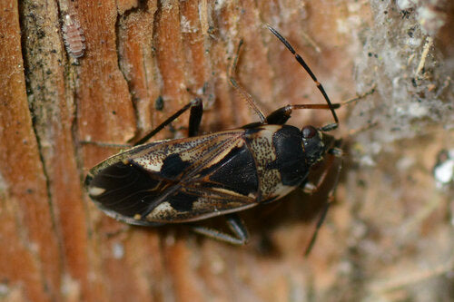 Rhyparochromus Pini — Bild 2