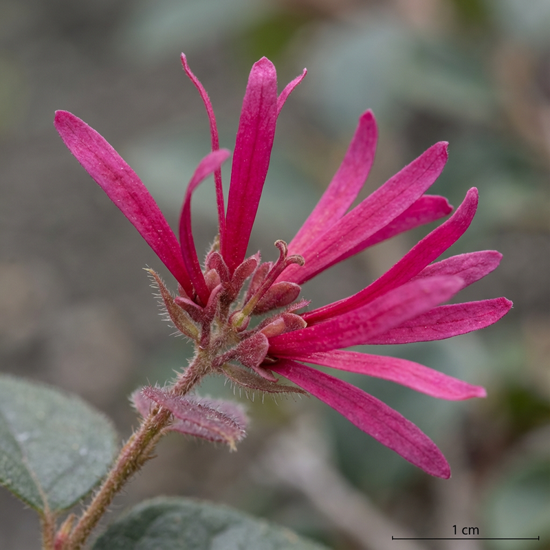 Fleur de sangle