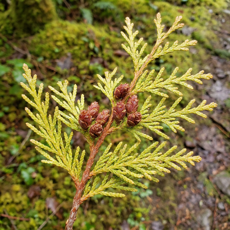 Arbre de vie géant