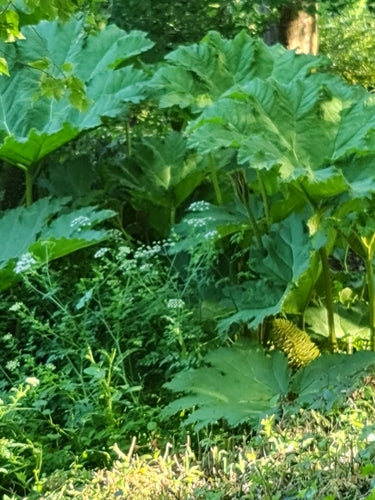 Feuille de séquoia géant — photo 5 sur 10