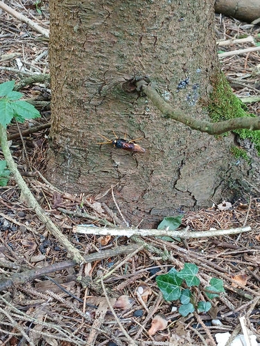 Guêpe géante des bois — Bild 5