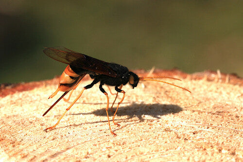 Naturaufnahme - Bild 7