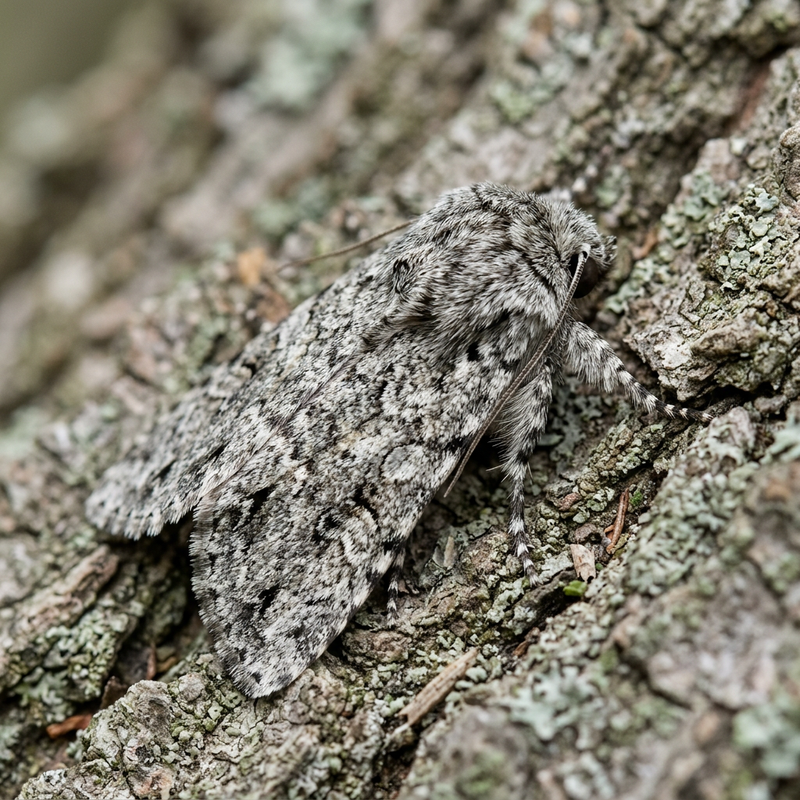 Chouette écorce (genre Acronicta) (Acronicta), illustration IA