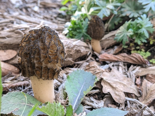 Morilles de paillis d'écorce — Bild 5