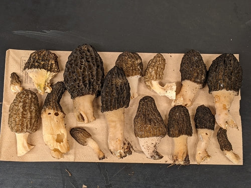 Morilles de paillis d'écorce — Bild 4