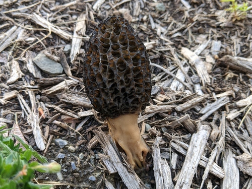 Morilles de paillis d'écorce — Bild 3