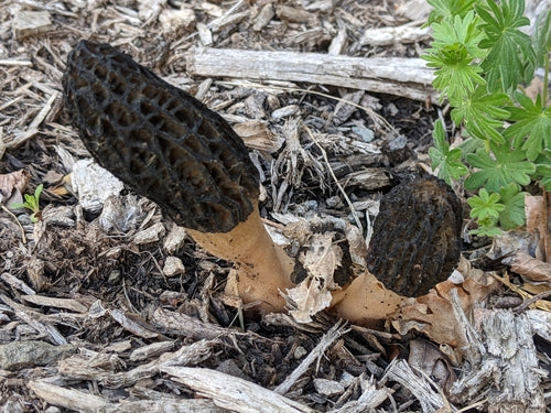 Morilles de paillis d'écorce — Bild 2
