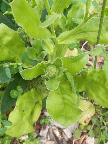 Ringelblume - Bild 7