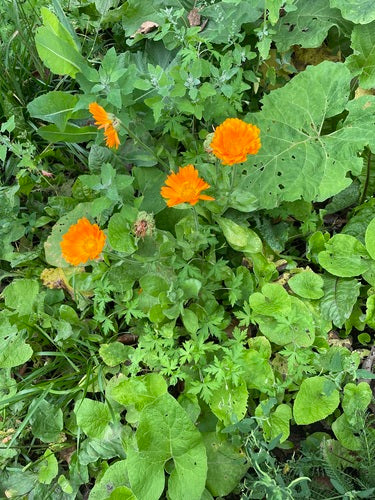 Ringelblume - Bild 8