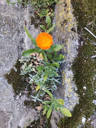 Souci — Bild 4