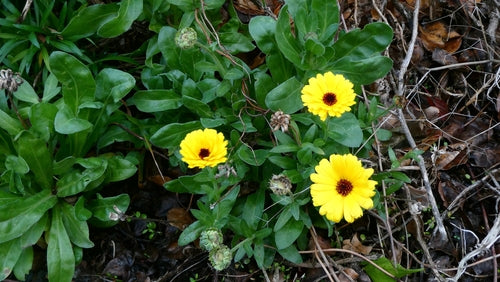 Ringelblume - Bild 5