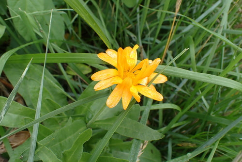 Souci — Bild 5