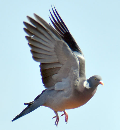 Pigeon ramier — Bild 2