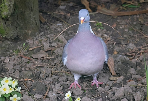 Pigeon ramier — Bild 3