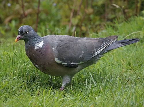 Pigeon ramier — Bild 5