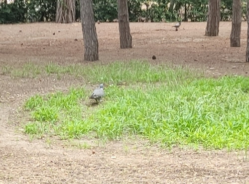 Pigeon ramier — Bild 4