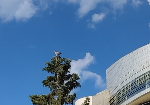 Pigeon ramier — Bild 3
