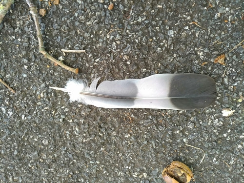 Pigeon ramier — Bild 5
