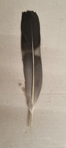 Pigeon ramier — Bild 4
