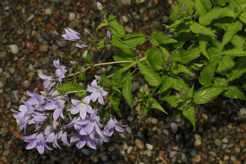 delphinium — Bild 3