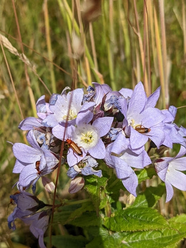 delphinium — photo 2 sur 8