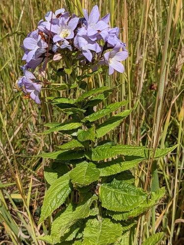 delphinium — photo 1 sur 8