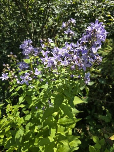 delphinium — photo 5 sur 8