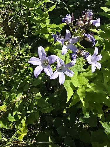 delphinium — photo 4 sur 8