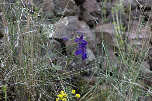 Delphiniums — photo 5 sur 10